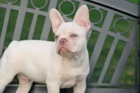 Junior, a male French Bulldog for sale in Houston, TX – Photo 8 of 9