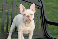 Junior, a male French Bulldog for sale in Houston, TX – Photo 9 of 9