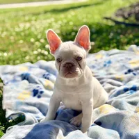 Junior, a male French Bulldog for sale in Houston, TX – Photo 3 of 9