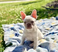 Junior, a male French Bulldog for sale in Houston, TX – Photo 3 of 9
