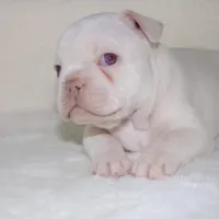 Junior, a male French Bulldog for sale in Houston, TX – Photo 6 of 9