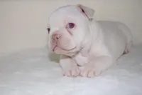 Junior, a male French Bulldog for sale in Houston, TX – Photo 6 of 9