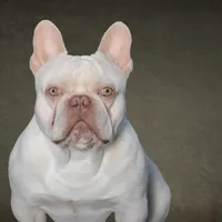 Junior, a male French Bulldog for sale in Houston, TX – Photo 9 of 9