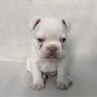 Junior, a male French Bulldog for sale in Houston, TX – Photo 5 of 9