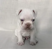 Junior, a male French Bulldog for sale in Houston, TX – Photo 5 of 9