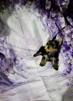 Blue, a male Yorkshire Terrier for sale in Mount Olive, NC – 2 of 2