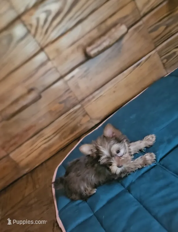 Purple – Yorkshire Terrier puppy for sale in Mount Olive, NC