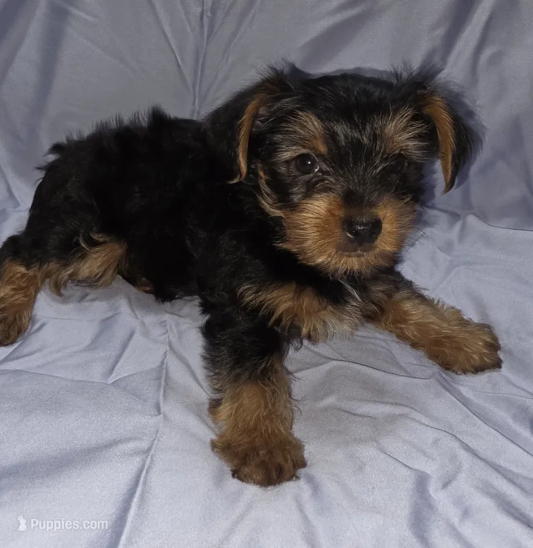 Red – Yorkshire Terrier puppy for sale in Mount Olive, NC