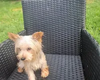 Flynn, a male Yorkshire Terrier for sale in Mount Olive, NC – 3 of 3