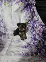 Yellow, a female Yorkshire Terrier for sale in Mount Olive, NC – 3 of 3