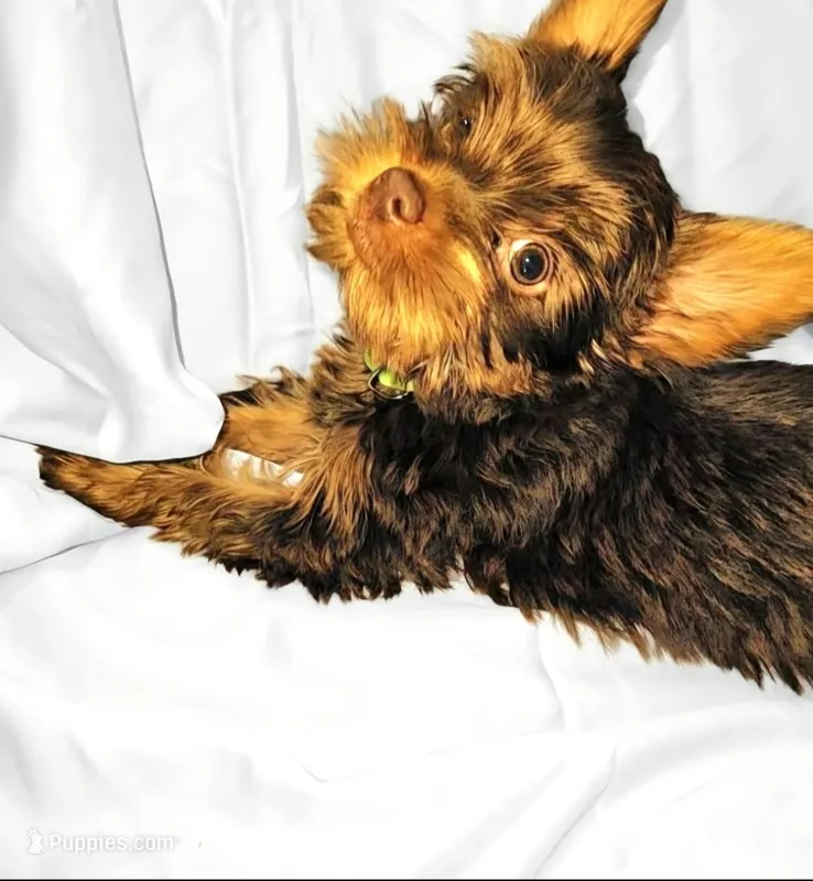Green – Yorkshire Terrier puppy for sale in Mount Olive, NC