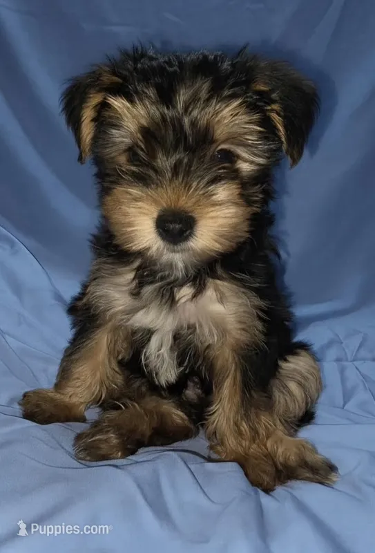 Blue – Yorkshire Terrier puppy for sale in Mount Olive, NC