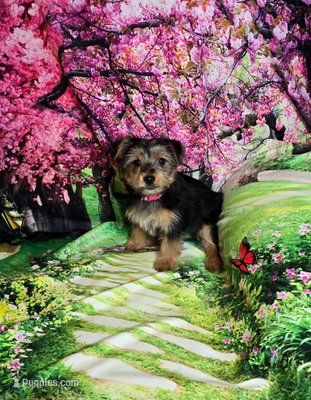 Pink – Yorkshire Terrier puppy for sale in Mount Olive, NC