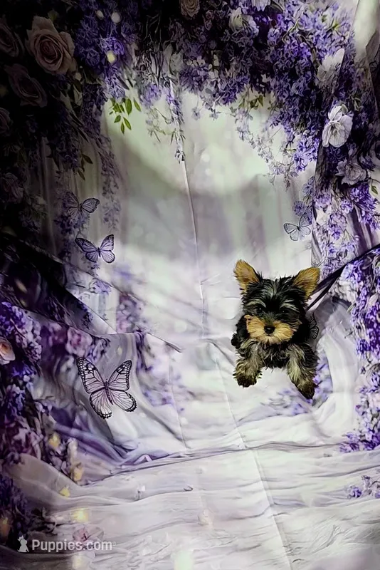Blue – Yorkshire Terrier puppy for sale in Mount Olive, NC