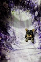 Blue, a male Yorkshire Terrier for sale in Mount Olive, NC – 1 of 2