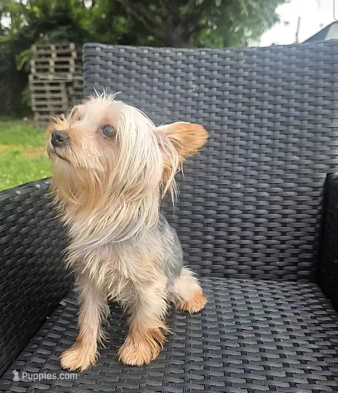 Flynn – Yorkshire Terrier puppy for sale in Mount Olive, NC