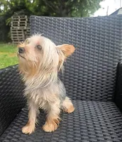 Flynn, a male Yorkshire Terrier for sale in Mount Olive, NC – 1 of 3