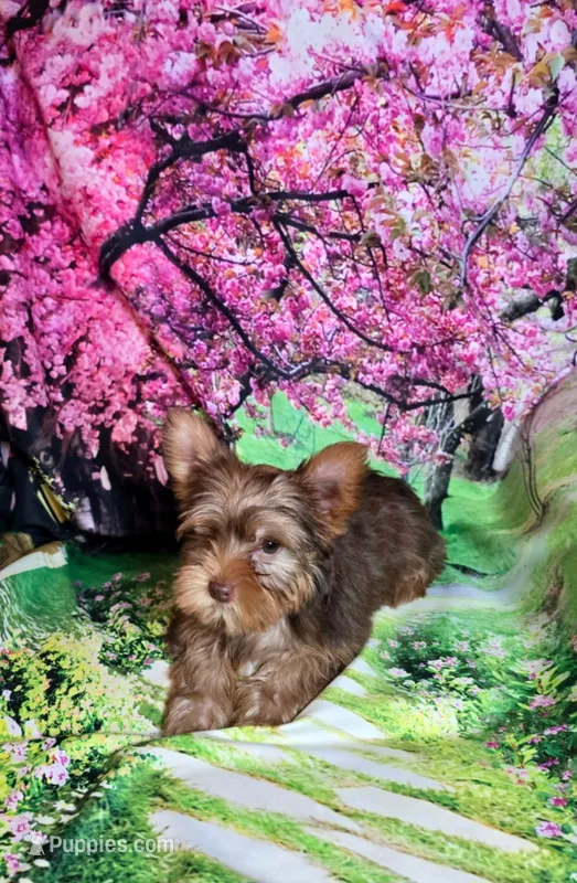 Purple – Yorkshire Terrier puppy for sale in Mount Olive, NC