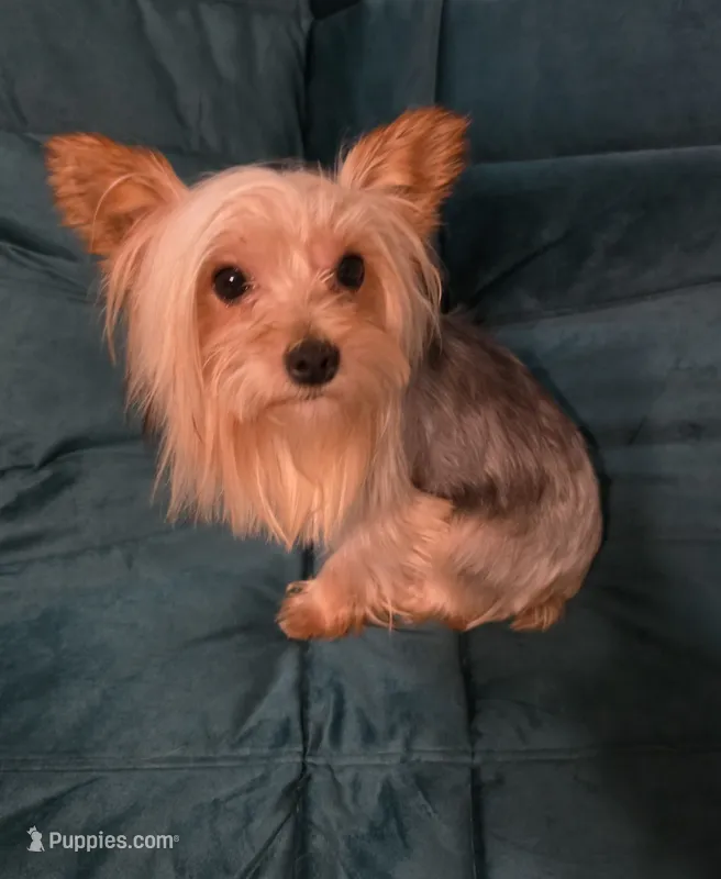 Flynn – Yorkshire Terrier puppy for sale in Mount Olive, NC