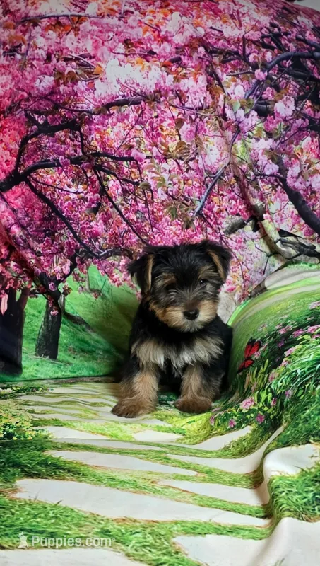 Teal – Yorkshire Terrier puppy for sale in Mount Olive, NC