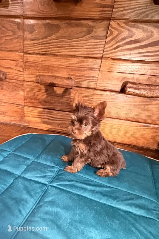 Green – Yorkshire Terrier puppy for sale in Mount Olive, NC