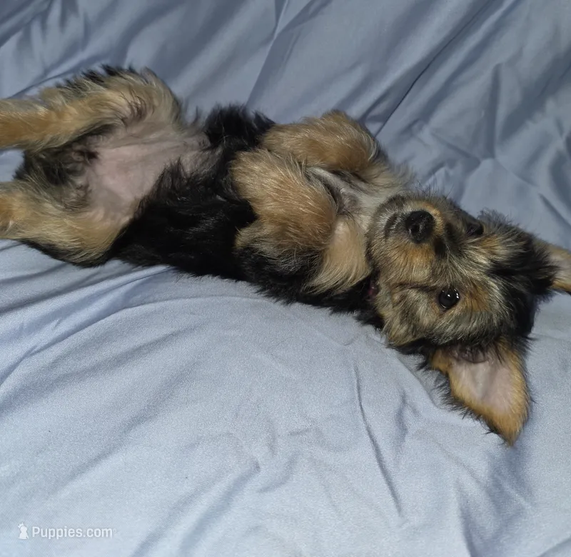 Pink – Yorkshire Terrier puppy for sale in Mount Olive, NC