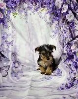 Yellow, a female Yorkshire Terrier for sale in Mount Olive, NC – 2 of 2