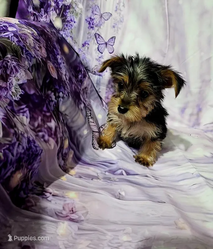 Yellow – Yorkshire Terrier puppy for sale in Mount Olive, NC