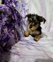 Yellow, a female Yorkshire Terrier for sale in Mount Olive, NC – 1 of 2