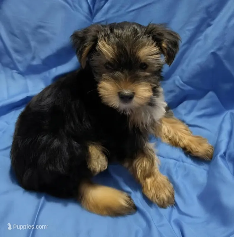 Blue, a male Yorkshire Terrier for sale in Mount Olive, NC – 1 of 3