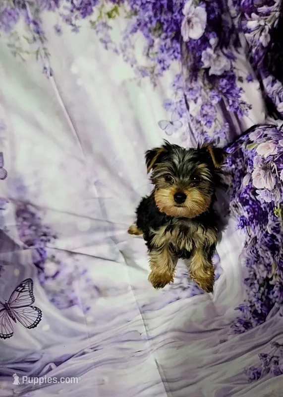 Silver – Yorkshire Terrier puppy for sale in Mount Olive, NC