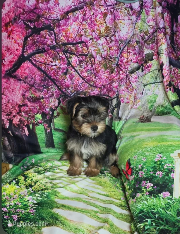 Blue – Yorkshire Terrier puppy for sale in Mount Olive, NC