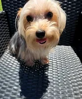 Flynn, a male Yorkshire Terrier for sale in Mount Olive, NC – 2 of 3