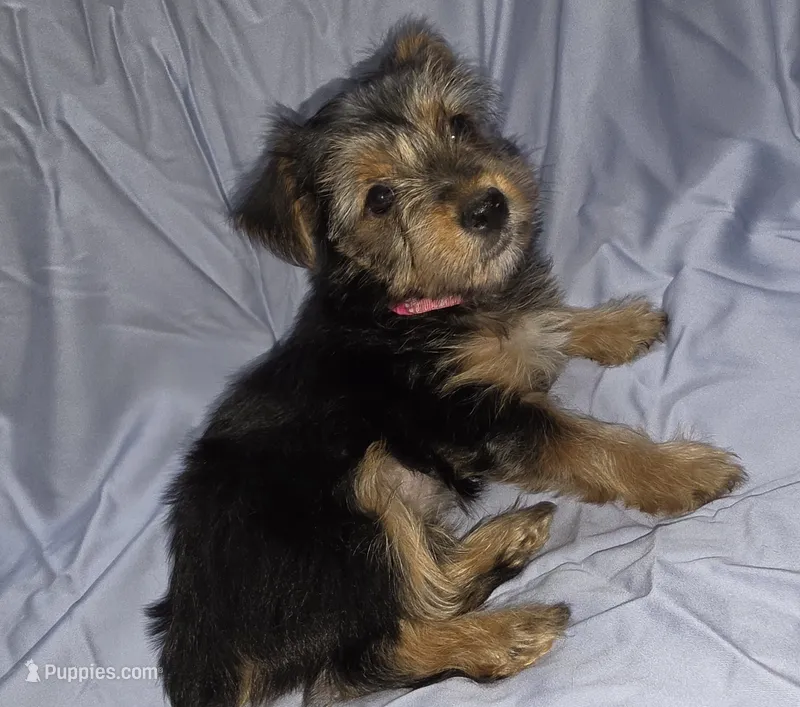 Pink – Yorkshire Terrier puppy for sale in Mount Olive, NC