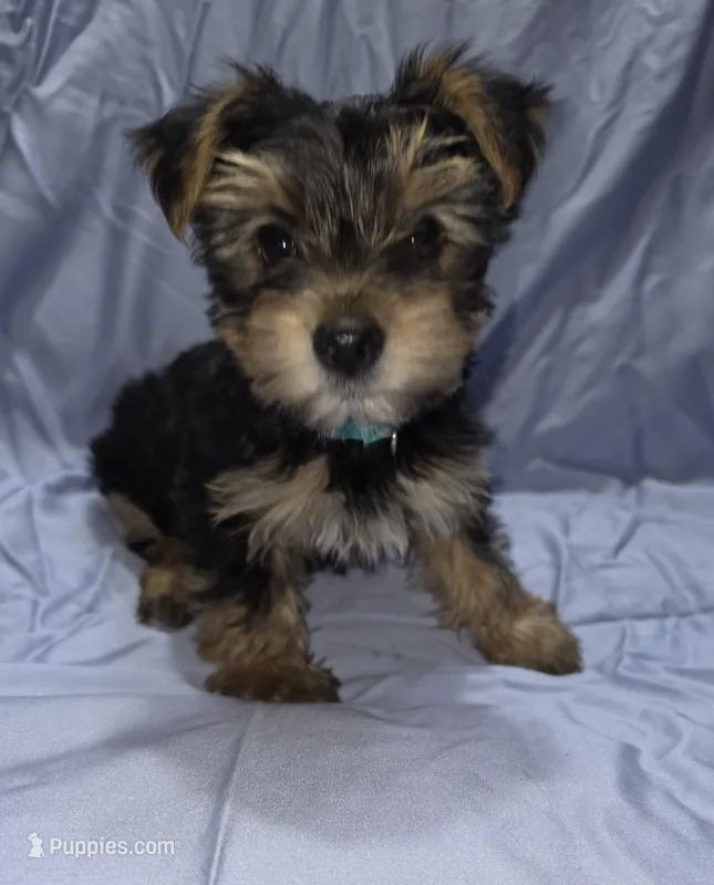 Teal – Yorkshire Terrier puppy for sale in Mount Olive, NC