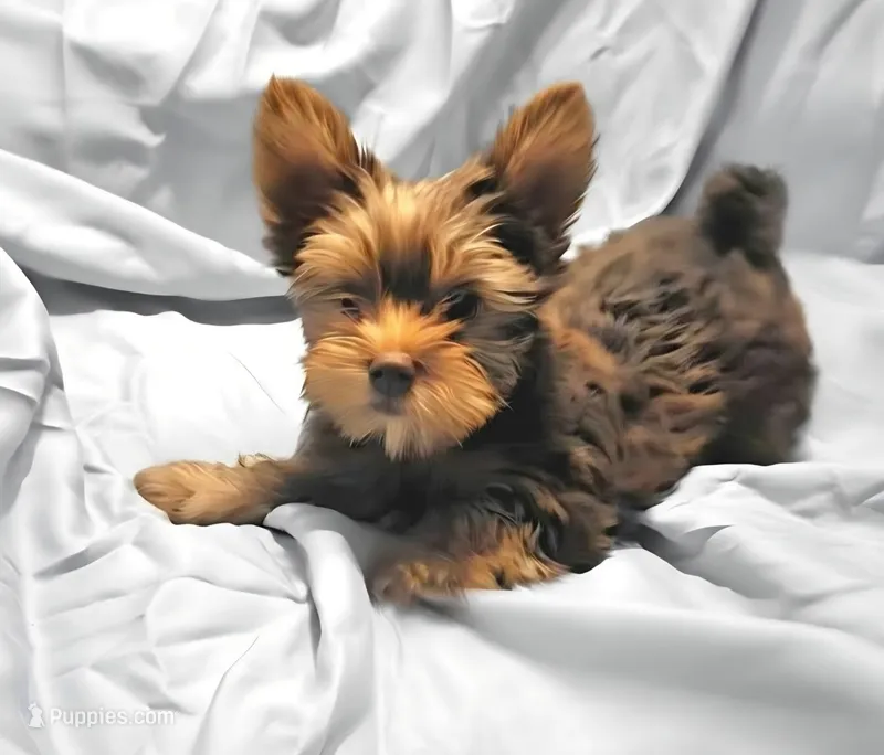 Purple – Yorkshire Terrier puppy for sale in Mount Olive, NC