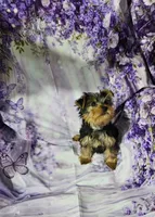 Silver, a male Yorkshire Terrier for sale in Mount Olive, NC – 2 of 2
