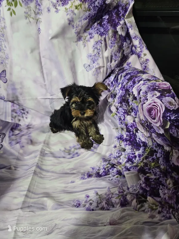 Yellow – Yorkshire Terrier puppy for sale in Mount Olive, NC