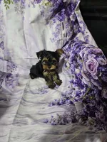 Yellow, a female Yorkshire Terrier for sale in Mount Olive, NC – 1 of 3