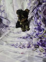 Yellow, a female Yorkshire Terrier for sale in Mount Olive, NC – 2 of 3