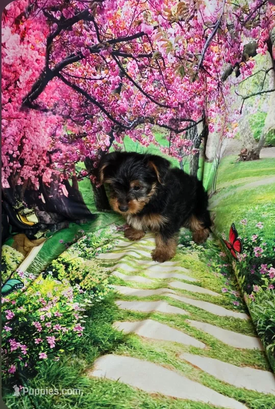 Red – Yorkshire Terrier puppy for sale in Mount Olive, NC