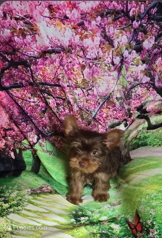 Green – Yorkshire Terrier puppy for sale in Mount Olive, NC
