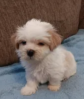 Toby, a male Shichon for sale in Granite Falls, NC – 3 of 9