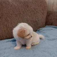 Toby, a male Shichon for sale in Granite Falls, NC – 5 of 9