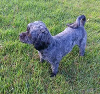 Sally, a female Shichon for sale in Granite Falls, NC – 7 of 7