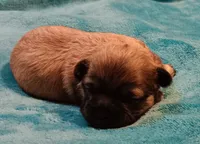 Female 1, a female Shichon for sale in Granite Falls, NC – Photo 4 of 7