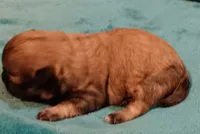 Female 1, a female Shichon for sale in Granite Falls, NC – Photo 6 of 7