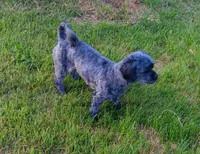 Sally, a female Shichon for sale in Granite Falls, NC – 2 of 7