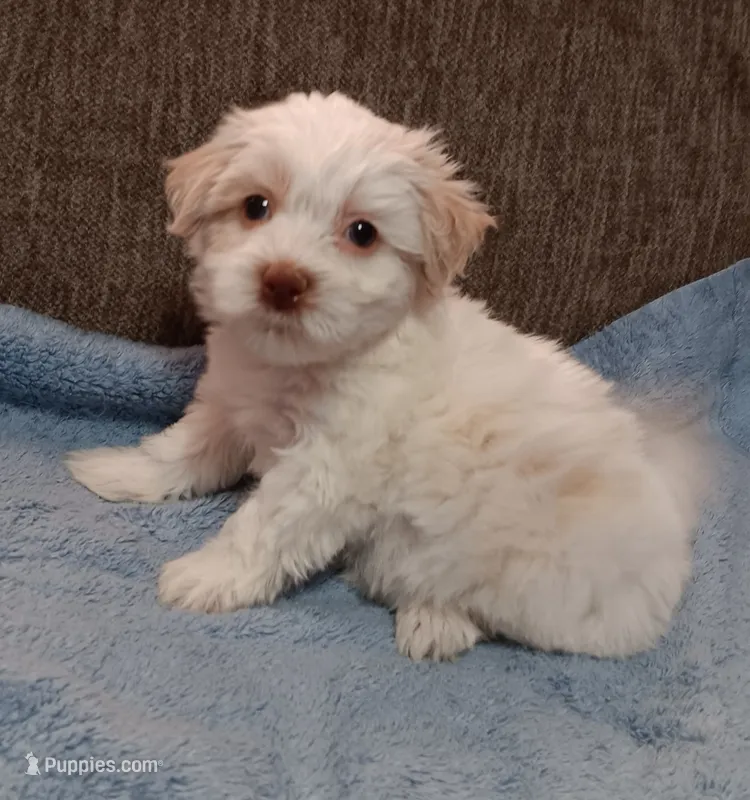Tanner – Shichon puppy for sale in Granite Falls, NC
