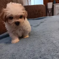 Toby, a male Shichon for sale in Granite Falls, NC – 6 of 9